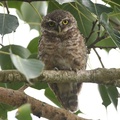Asian barred owlet (Glaucidium cuculoides), Nagaon district of Assam, India